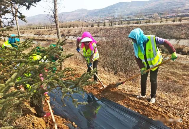 綠滿山川 和政縣春季植樹造林工作火熱展開