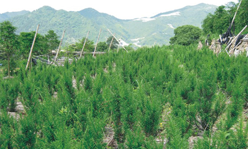 縉云仕南苗木:致力曼地亞紅豆杉人工培育種植